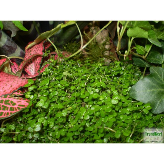 Párnafű - Soleirolia soleiroli