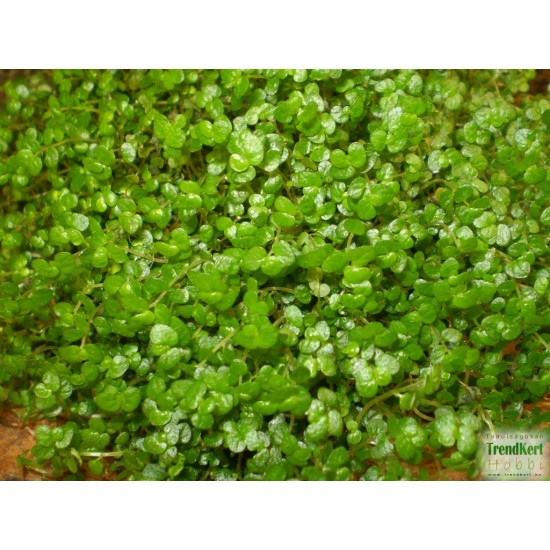 Párnafű - Soleirolia soleiroli