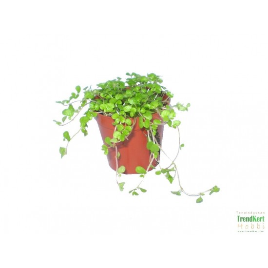 Párnafű - Soleirolia soleiroli