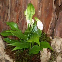 Vitorlavirág - Spathiphyllum wallisii Hobbit Vitorlavirág - Spathiphyllum wallisii Hobbit