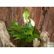 Vitorlavirág - Spathiphyllum wallisii Hobbit Vitorlavirág - Spathiphyllum wallisii Hobbit