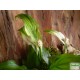 Vitorlavirág - Spathiphyllum wallisii Hobbit Vitorlavirág - Spathiphyllum wallisii Hobbit