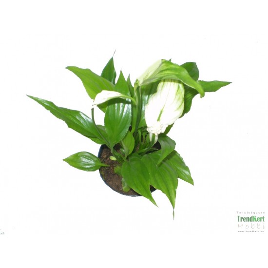 Vitorlavirág - Spathiphyllum wallisii Hobbit Vitorlavirág - Spathiphyllum wallisii Hobbit