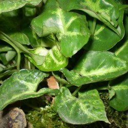 Nyíllevél - Syngonium arrow Nyíllevél - Syngonium arrow