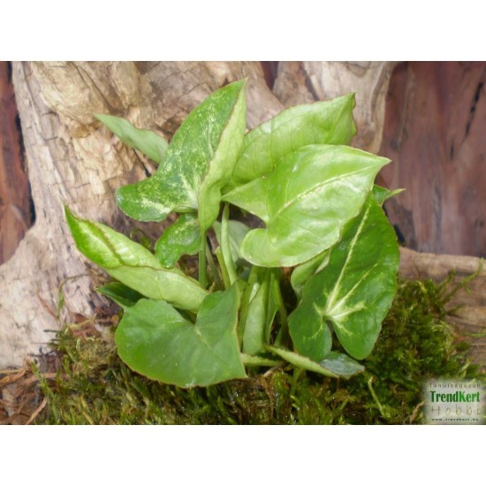 Nyíllevél - Syngonium arrow Nyíllevél - Syngonium arrow