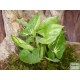 Nyíllevél - Syngonium arrow Nyíllevél - Syngonium arrow