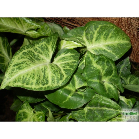 Nyíllevél - Syngonium arrow Nyíllevél - Syngonium arrow