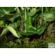 Nyíllevél - Syngonium arrow Nyíllevél - Syngonium arrow