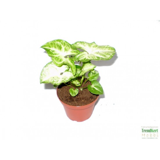 Nyíllevél - Syngonium arrow Nyíllevél - Syngonium arrow