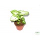 Nyíllevél - Syngonium arrow Nyíllevél - Syngonium arrow