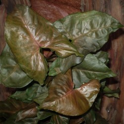 Nyíllevél capuccino színben - Syngonium Capuccino  Nyíllevél capuccino színben - Syngonium Capuccino