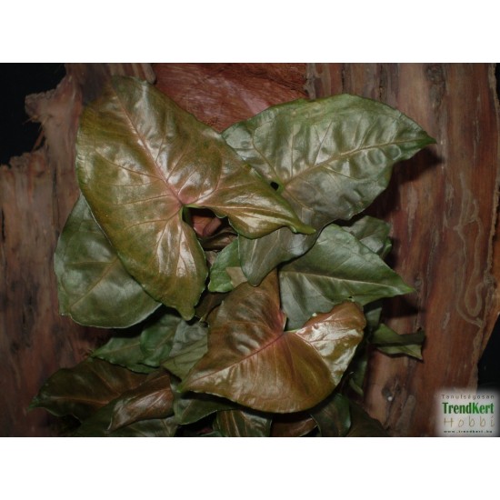 Nyíllevél capuccino színben - Syngonium Capuccino  Nyíllevél capuccino színben - Syngonium Capuccino