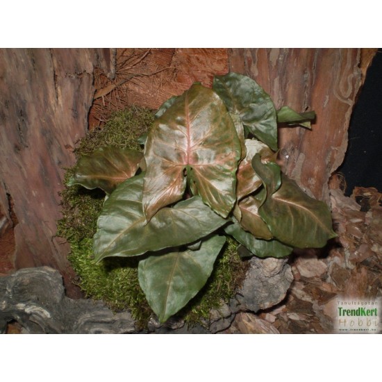 Nyíllevél capuccino színben - Syngonium Capuccino  Nyíllevél capuccino színben - Syngonium Capuccino
