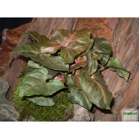 Nyíllevél capuccino színben - Syngonium Capuccino  Nyíllevél capuccino színben - Syngonium Capuccino