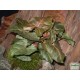 Nyíllevél capuccino színben - Syngonium Capuccino  Nyíllevél capuccino színben - Syngonium Capuccino