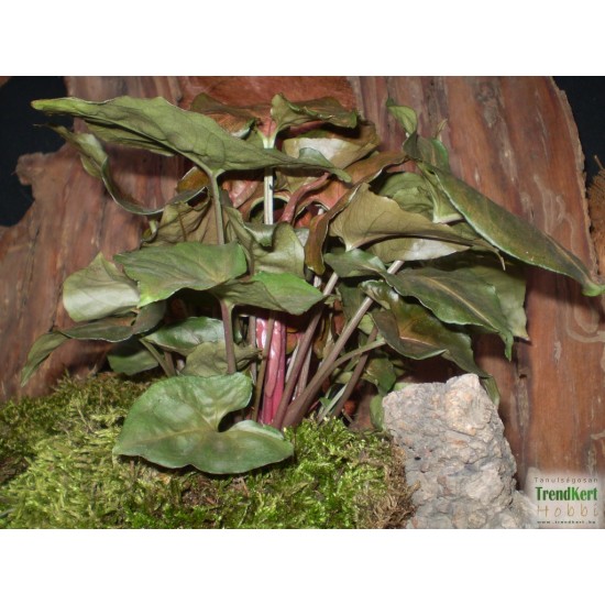 Nyíllevél capuccino színben - Syngonium Capuccino  Nyíllevél capuccino színben - Syngonium Capuccino