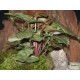 Nyíllevél capuccino színben - Syngonium Capuccino  Nyíllevél capuccino színben - Syngonium Capuccino