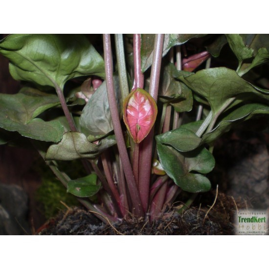 Nyíllevél capuccino színben - Syngonium Capuccino  Nyíllevél capuccino színben - Syngonium Capuccino