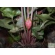 Nyíllevél capuccino színben - Syngonium Capuccino  Nyíllevél capuccino színben - Syngonium Capuccino