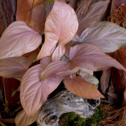 Nyíllevél rózsaszín - Syngonium podophyllum Pink Nyíllevél rózsaszín - Syngonium podophyllum Pink