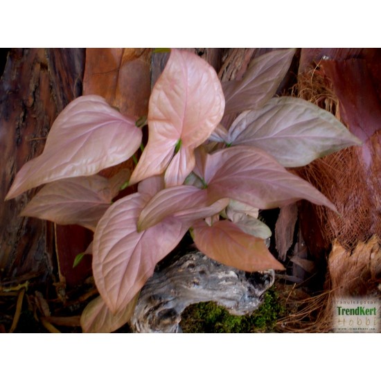 Nyíllevél rózsaszín - Syngonium podophyllum Pink Nyíllevél rózsaszín - Syngonium podophyllum Pink