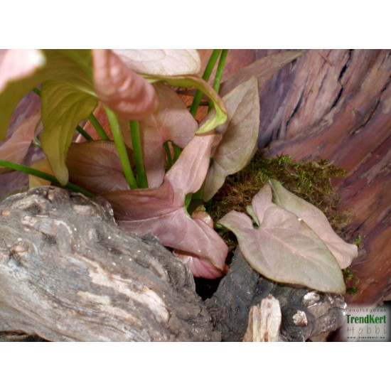 Nyíllevél rózsaszín - Syngonium podophyllum Pink Nyíllevél rózsaszín - Syngonium podophyllum Pink