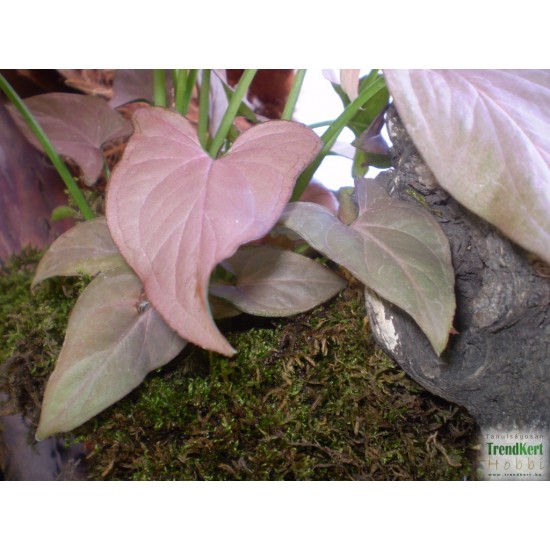 Nyíllevél rózsaszín - Syngonium podophyllum Pink Nyíllevél rózsaszín - Syngonium podophyllum Pink