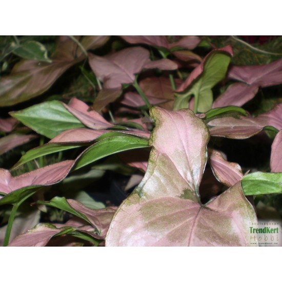Nyíllevél rózsaszín - Syngonium podophyllum Pink Nyíllevél rózsaszín - Syngonium podophyllum Pink