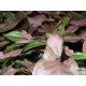 Nyíllevél rózsaszín - Syngonium podophyllum Pink Nyíllevél rózsaszín - Syngonium podophyllum Pink
