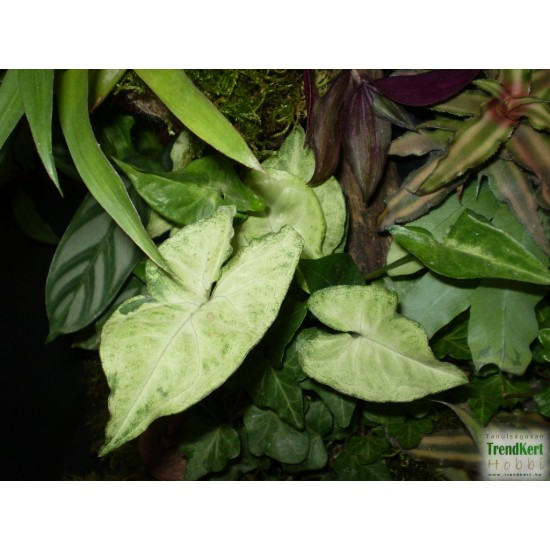 Nyíllevél - Syngonium White Butterfly Nyíllevél - Syngonium White Butterfly