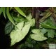 Nyíllevél - Syngonium White Butterfly Nyíllevél - Syngonium White Butterfly