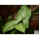 Nyíllevél - Syngonium White Butterfly Nyíllevél - Syngonium White Butterfly