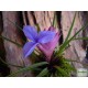 Tillandzia - Tillandsia paradise