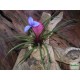 Tillandzia - Tillandsia paradise