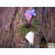 Tillandzia - Tillandsia paradise