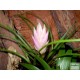 Tillandzia - Tillandsia paradise