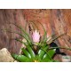 Tillandzia - Tillandsia paradise