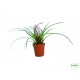 Tillandzia - Tillandsia paradise