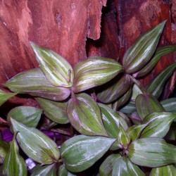 Pletyka - Tradescantia var. 03 Pletyka - Tradescantia var. 03
