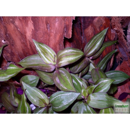 Pletyka - Tradescantia var. 03 Pletyka - Tradescantia var. 03