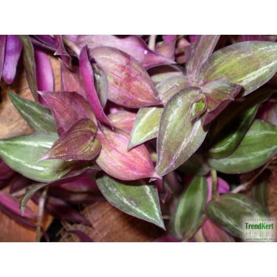 Pletyka - Tradescantia var. 03 Pletyka - Tradescantia var. 03
