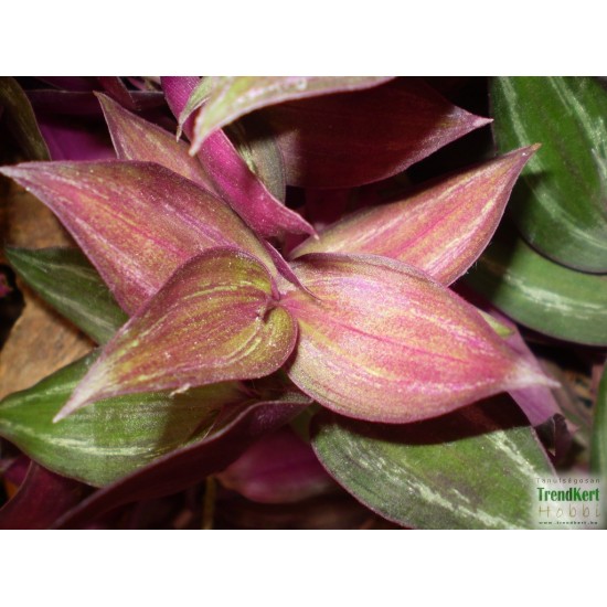 Pletyka - Tradescantia var. 03 Pletyka - Tradescantia var. 03
