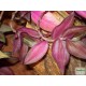 Pletyka - Tradescantia var. 03 Pletyka - Tradescantia var. 03