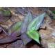 Pletyka - Tradescantia var. 03 Pletyka - Tradescantia var. 03