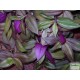 Pletyka - Tradescantia var. 03 Pletyka - Tradescantia var. 03