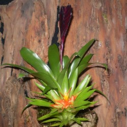 Pikkelyvirág, vrízea - Vriesea blacky