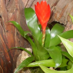 Pikkelyvirág, vrízea - Vriesea christiane