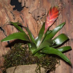 Pikkelyvirág, vrízea - Vriesea D.i.a 