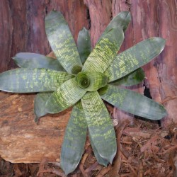 Levelével díszítő pikkelyvirág - Vriesea hieroglyphica