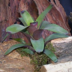 Levelével díszítő pikkelyvirág - Vriesea kobold